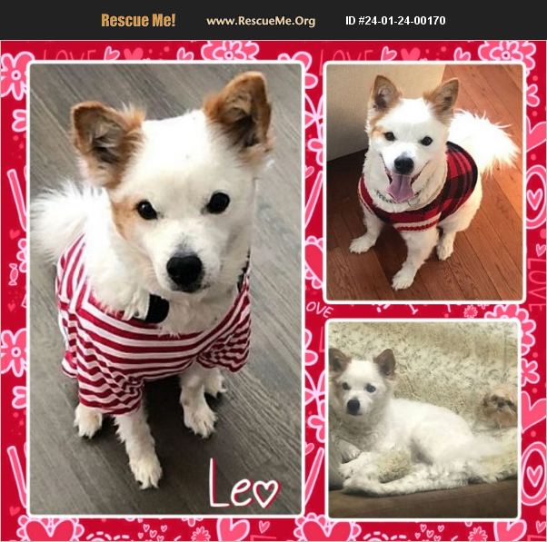 ADOPT 24012400170 American Eskimo Dog Rescue Doylestown, PA