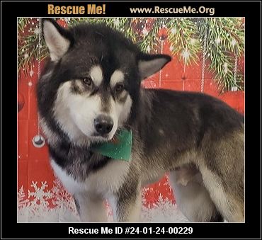 Oregon Alaskan Malamute Rescue ADOPTIONS Rescue Me