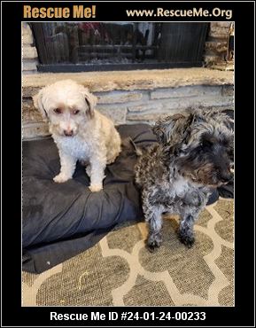 Illinois Havanese Rescue ADOPTIONS Rescue Me