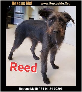 Wirehaired pointing deals griffon georgia