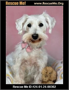 Arizona Schnauzer Rescue ADOPTIONS Rescue Me