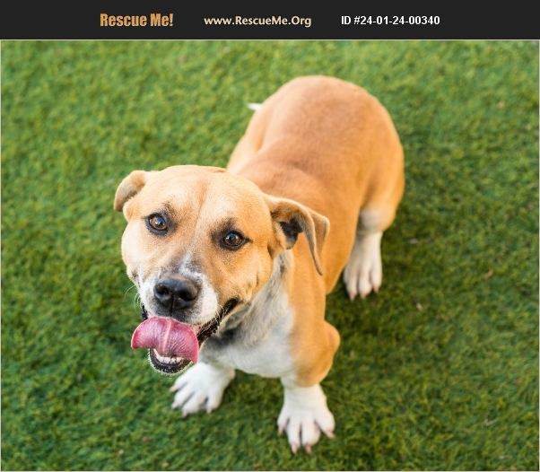 ADOPT 24012400340 Beagle Rescue Mont Belvieu, TX