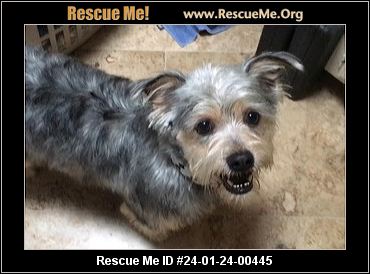 Silky terrier online rescue me