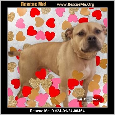 Greenpaw boxer rescue sales