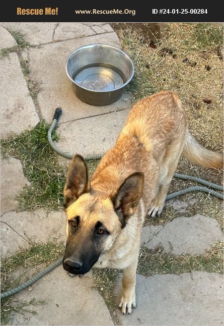 ADOPT 24012500284 Belgian Malinois Rescue EL PASO TX