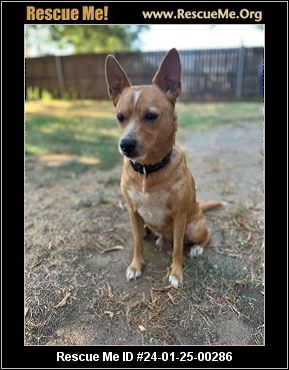 - Texas Corgi Rescue - ADOPTIONS - Rescue Me!