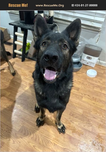 ADOPT 24012700008 ~ German Shepherd Rescue ~ Mount Washington, KY