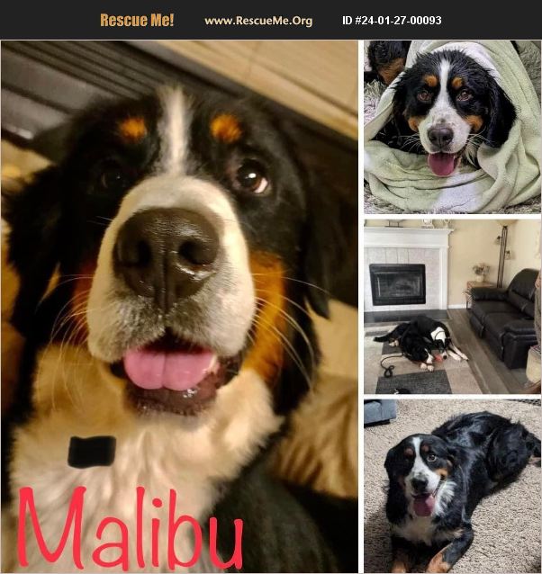 ADOPT 24012700093 Bernese Mountain Dog Rescue Galloway, OH