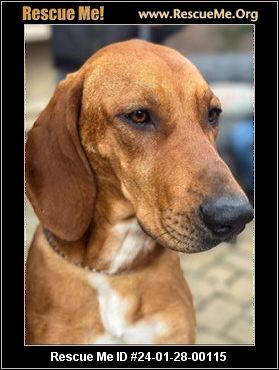 Redbone coonhound store rescue near me