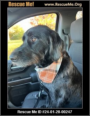 - Ohio Dog Rescue - ADOPTIONS - Rescue Me!