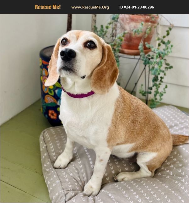 ADOPT 24012800296 Beagle Rescue JACKSONVILLE, FL
