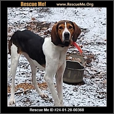 Treeing walker best sale coonhound rescue