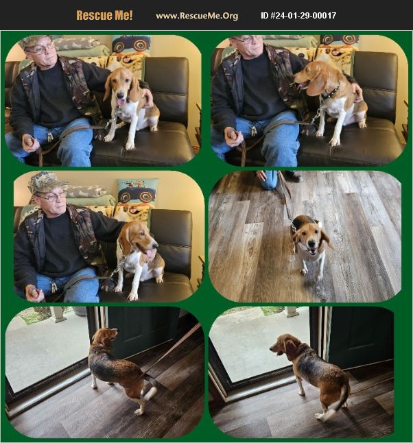 ADOPT 24012900017 Beagle Rescue Jackson, TN