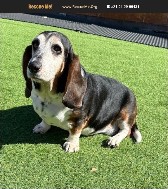 ADOPT 24012900431 Basset Hound Rescue Chittenden County, VT