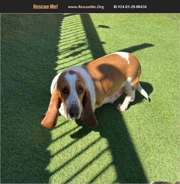 ADOPT 24012900434 Basset Hound Rescue Chittenden County, VT