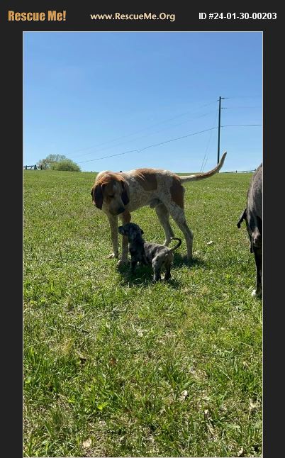 Adopt Bluetick Coonhound Rescue Boaz Al