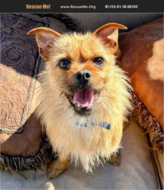 ADOPT 24013000345 Brussels Griffon Rescue Queen Creek, AZ