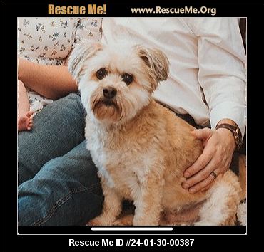 Georgia shih hot sale tzu rescue