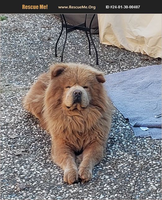 ADOPT 24013000487 Chow Chow Rescue Houston, TX