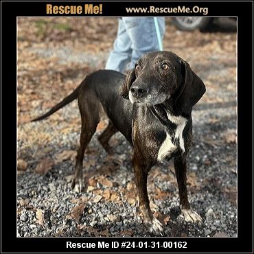 Plott hound hot sale rescue near me