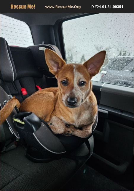 ADOPT 24013100351 Australian Cattle Dog Rescue Vancouver WA adopt-24013100351-australian-cattle-dog-rescue-vancouver-wa