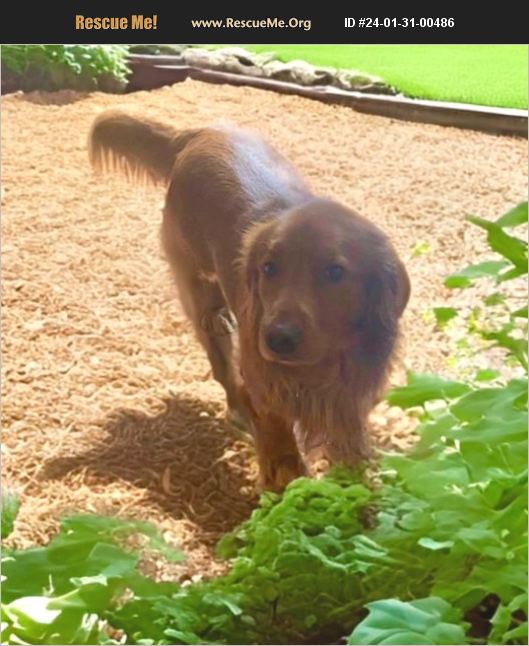 ADOPT 24013100486 Golden Retriever Rescue Bethel, CT