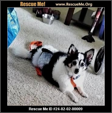 Papillon cheap rescue midwest