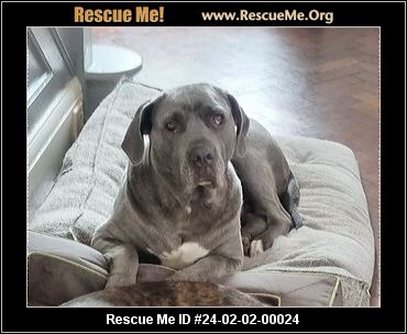 Mastiff dog rescue near me 2025
