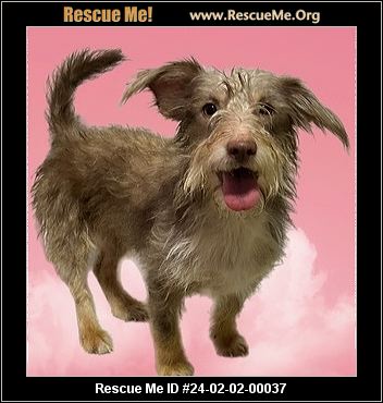 Cairn terrier rescue me clearance