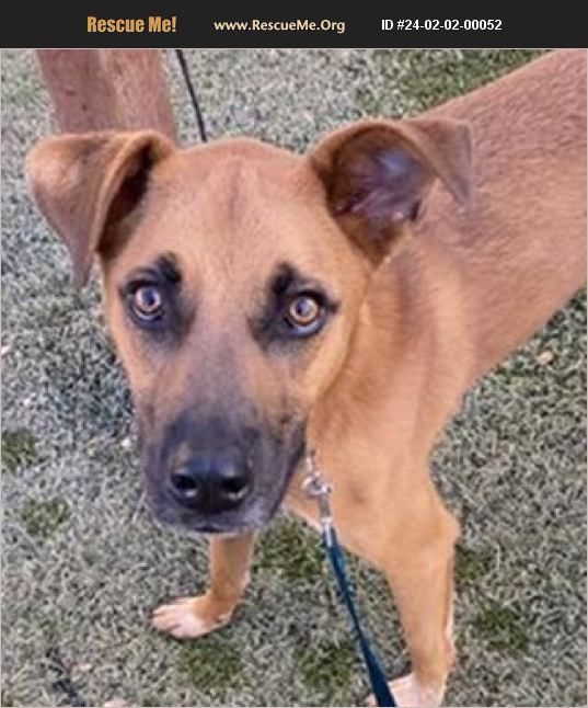 ADOPT 24020200052 Rhodesian Ridgeback Rescue Casa Grande, AZ