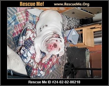 Colorado bulldog rescue 2025