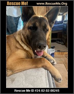 Rescue me belgian clearance malinois