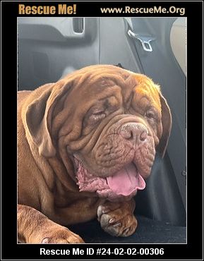 Nevada Mastiff Rescue ADOPTIONS Rescue Me