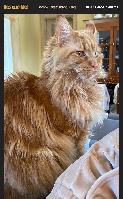 ADOPT 24020300290 Maine Coon Rescue Louisville KY adopt-24020300290-maine-coon-rescue-louisville-ky