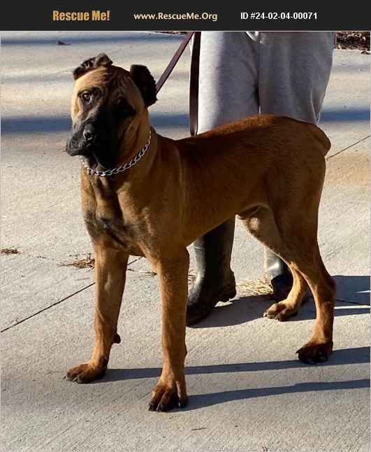 ADOPT 24020400071 Rhodesian Ridgeback Rescue Greensboro, NC