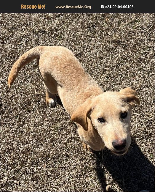 ADOPT 24020400496 Lab Rescue Benton, PA