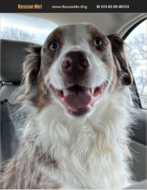 ADOPT 24020500124 Australian Shepherd Rescue Aisha, CT