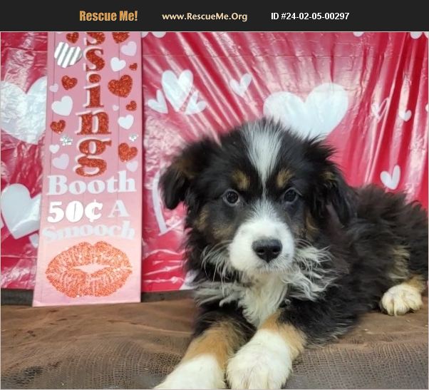 ADOPT 24020500297 Australian Shepherd Rescue KONAWA, OK