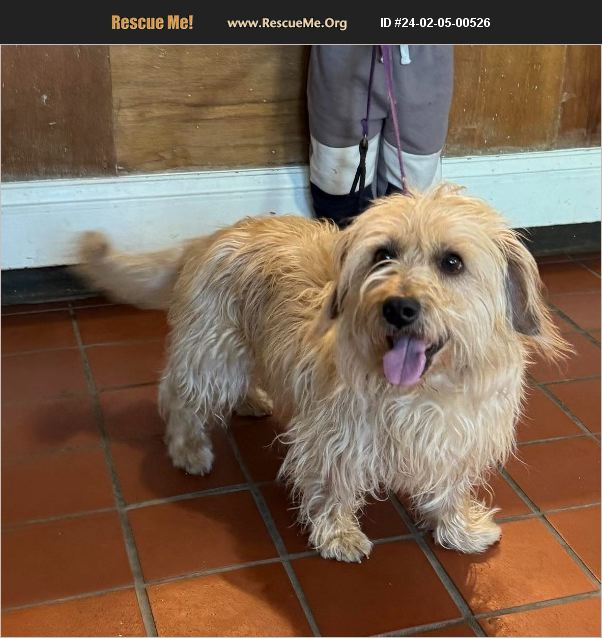 ADOPT 24020500526 Norwich Terrier Rescue matawan, NJ