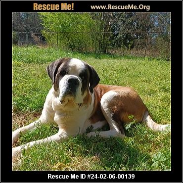 Coastal carolina deals saint bernard rescue