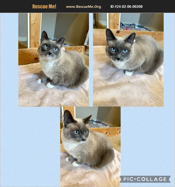 ADOPT 24020600208 ~ Siamese Rescue ~ Bradenton, FL