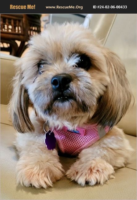 ADOPT 24020600433 Shih Tzu Rescue West Palm Beach FL adopt-24020600433-shih-tzu-rescue-west-palm-beach-fl