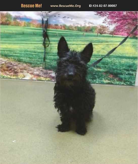 ADOPT 24020700087 Scottish Terrier Rescue Moreno Valley, CA