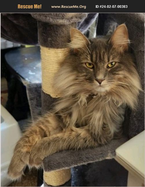 ADOPT 24020700383 Maine Coon Rescue Beulah, MI