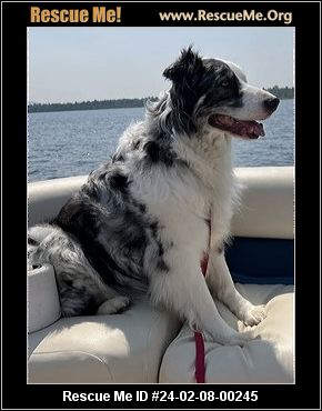 Rescue me cheap australian shepherd