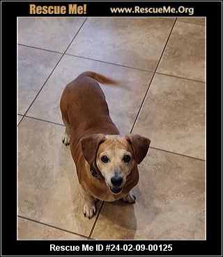 ARIZONA DACHSHUND RESCUE visual data 2