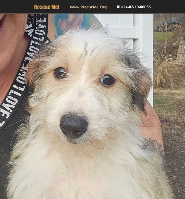 ADOPT 24021000056 Australian Shepherd Rescue Poughkeepsie, NY