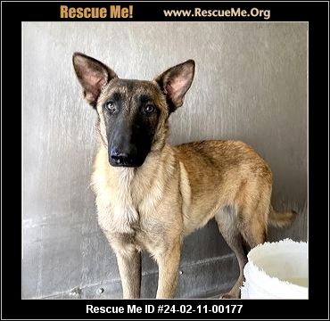 Belgian malinois store rescue northern california