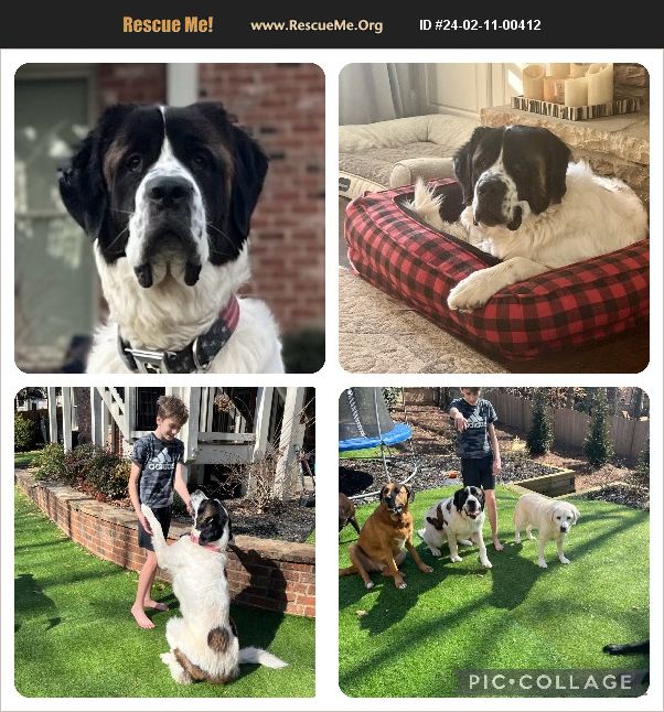 ADOPT 24021100412 Saint Bernard Rescue