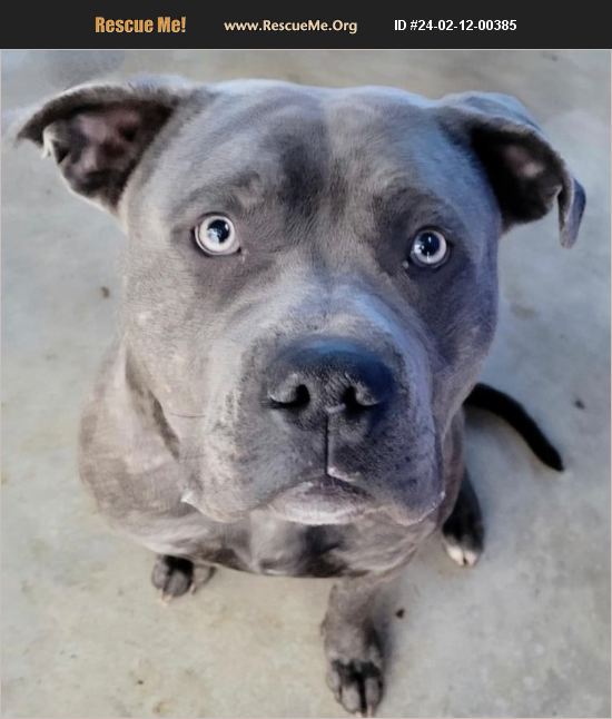 ADOPT 24021200385 American Bulldog Rescue Van Nuys, CA